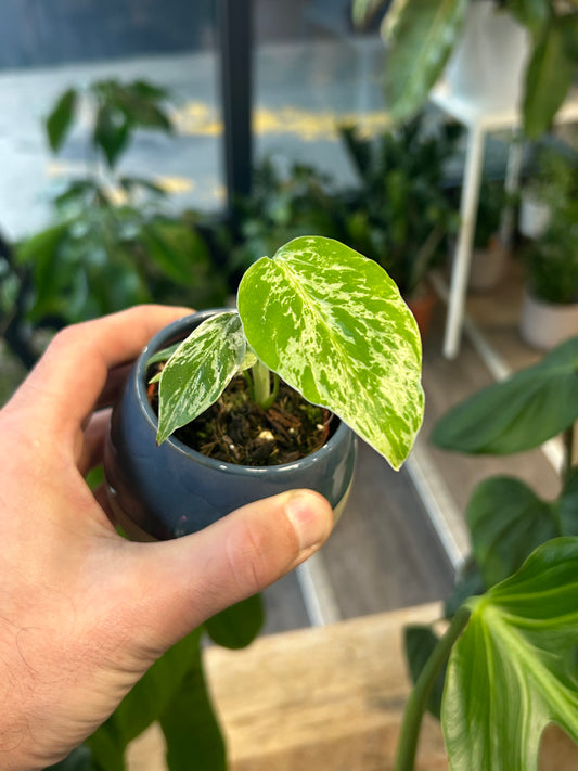 Monstera Bulbasaur Baby