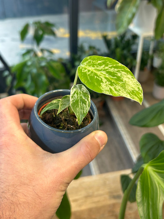 Monstera Bulbasaur Baby