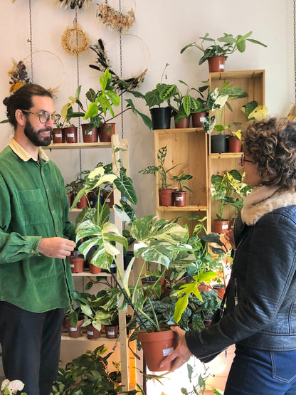 Workshop „So pflegen Sie Ihre Pflanzen richtig“