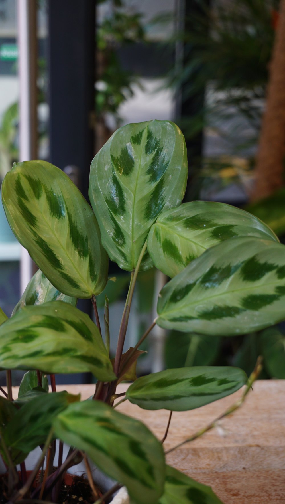 Maranta Cristata Intense