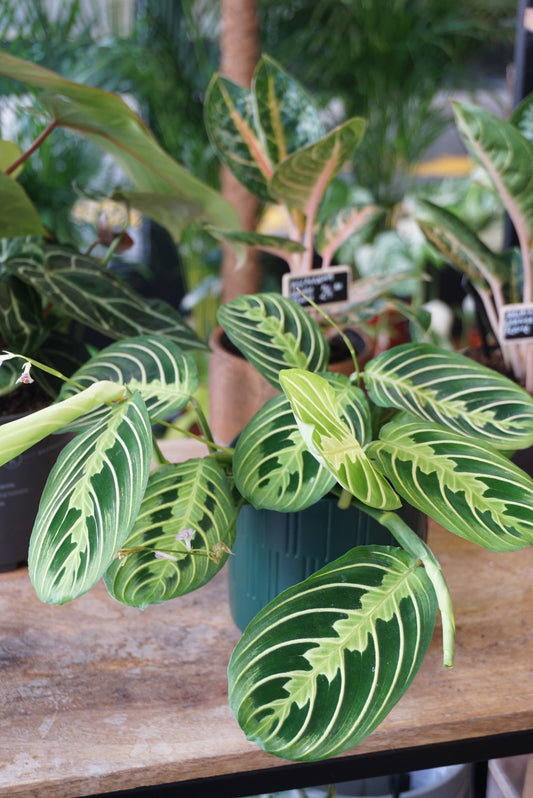 maranta lemon lime plante non toxique pour les chats studio plantes rares jungle jardinerie strasbourg rare plant shop online pflanzen