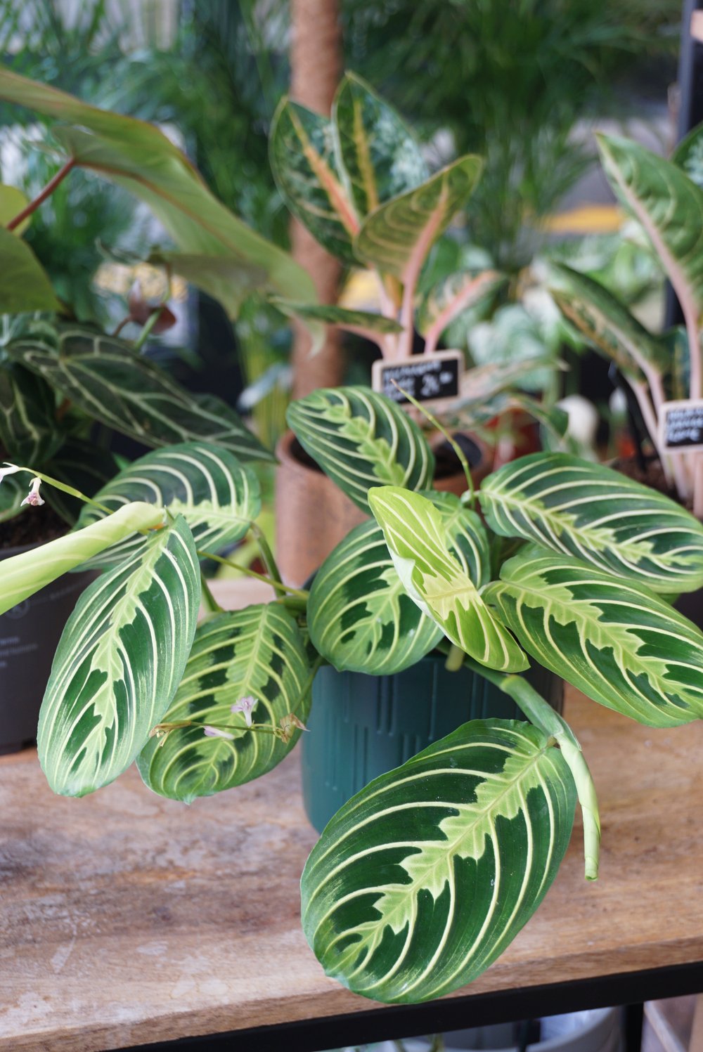 maranta lemon lime plante non toxique pour les chats studio plantes rares jungle jardinerie strasbourg rare plant shop online pflanzen