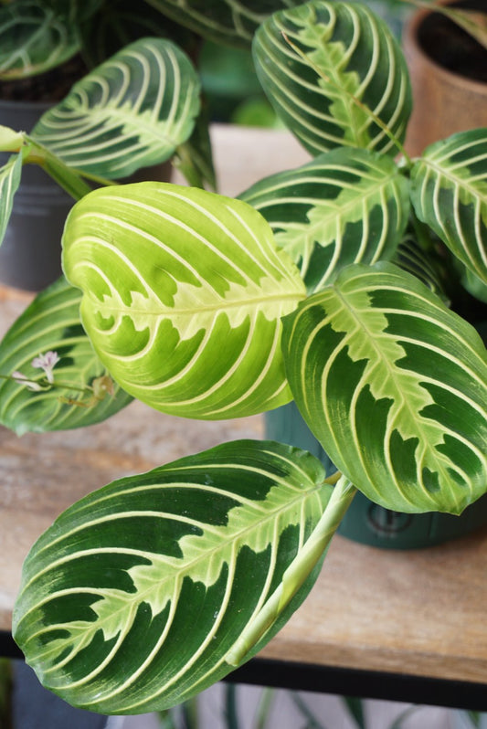 maranta lemon lime plante non toxique pour les chats studio plantes rares jungle jardinerie strasbourg rare plant shop online pflanzen