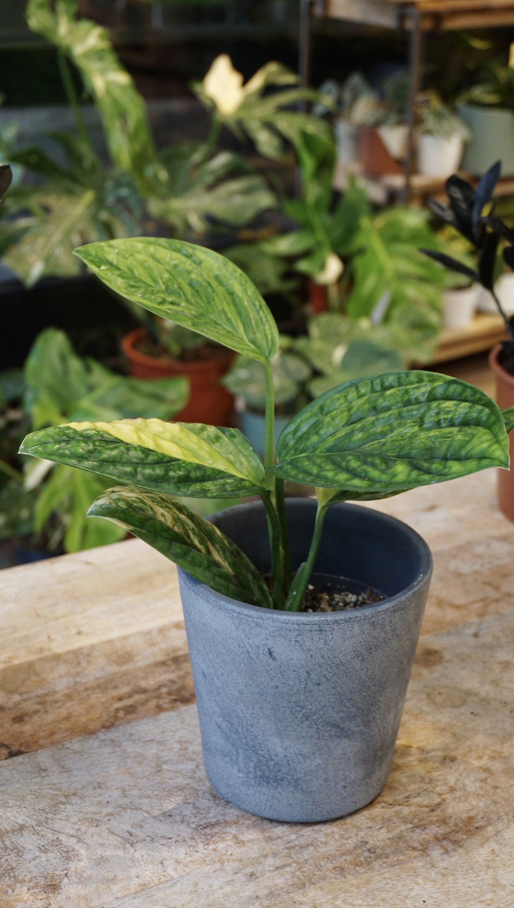 Monstera Karstenianum Variegata