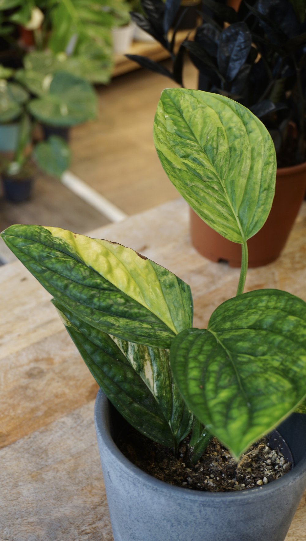 Monstera Karstenianum Variegata