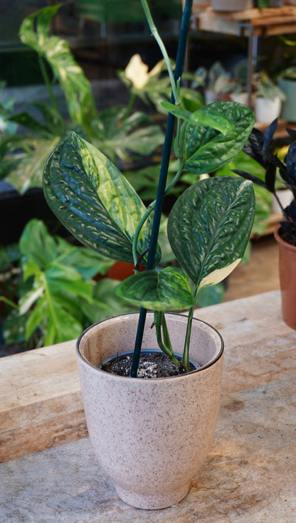 Monstera Karstenianum Variegata