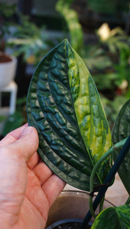 Monstera Karstenianum Variegata