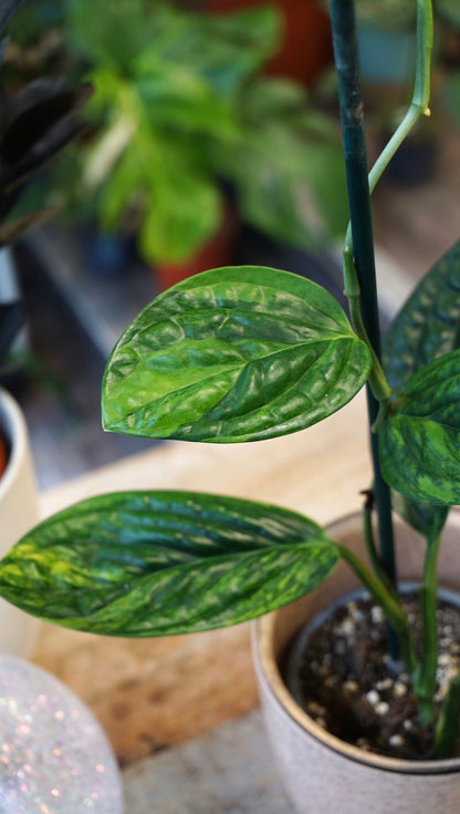 Monstera Karstenianum Variegata