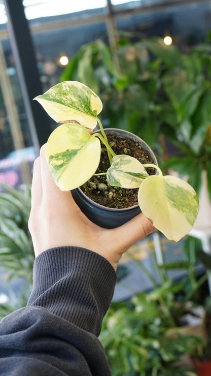 Monstera Aurea Yellow Marilyn – Monstera rare variegata jaune Studio Plantes