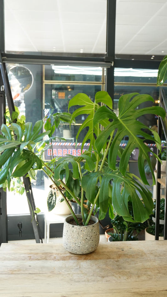 Grande Monstera Brazil Common Form entièrement verte au Studio Plantes