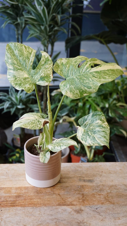 Monstera Legacy – Monstera de collection rare Studio Plantes