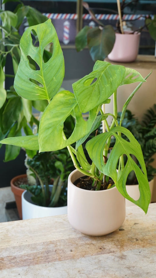Plante rare Monstera Loli en pot au Studio Plantes