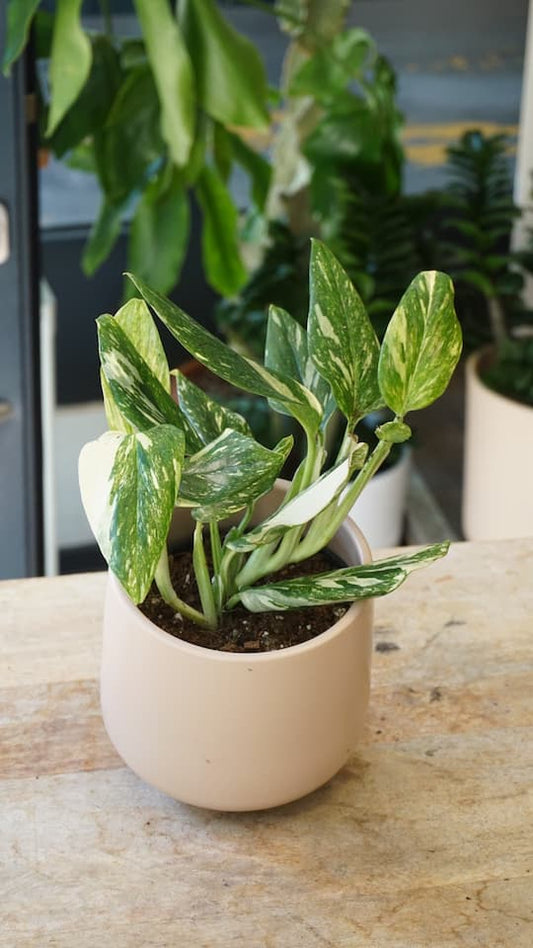 Monstera Standleyana Stardust rare en pot dans la boutique Studio Plantes