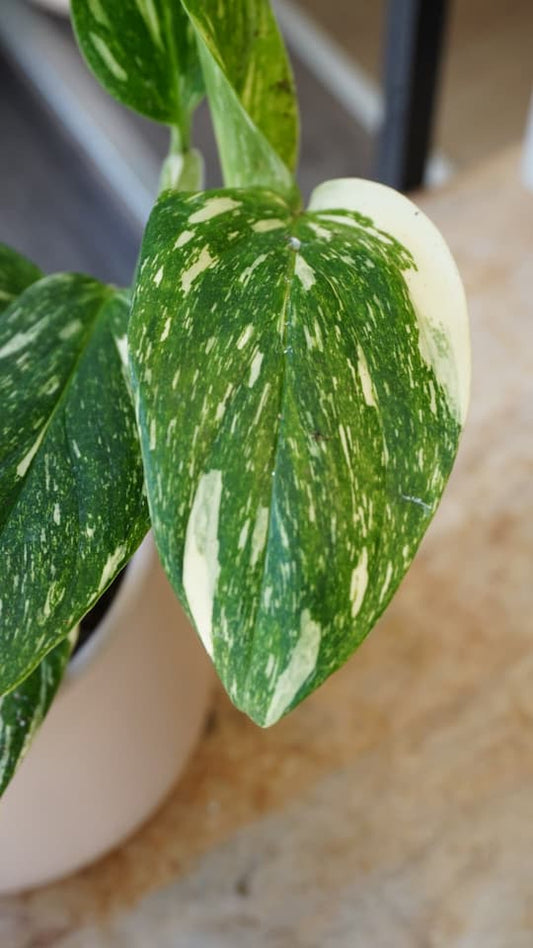 Détail des panachures blanches et crème d'une feuille de Monstera Standleyana Stardust