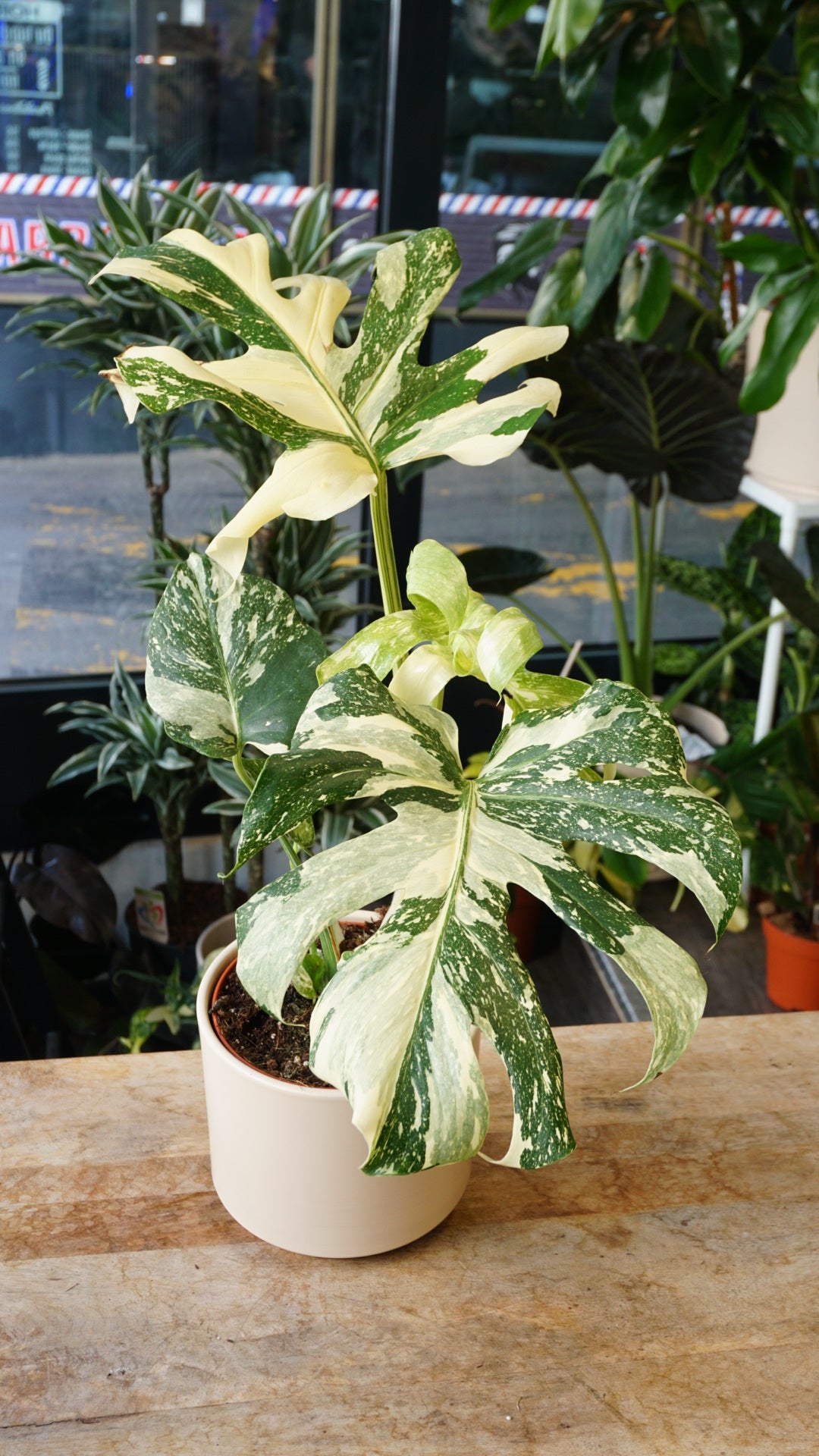 Monstera Thai Constellation pot 15cm – Plante unique Studio Plantes