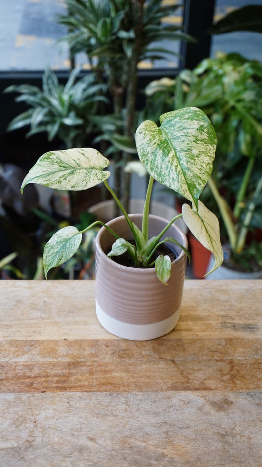 Monstera White Monster – Monstera rare de collection