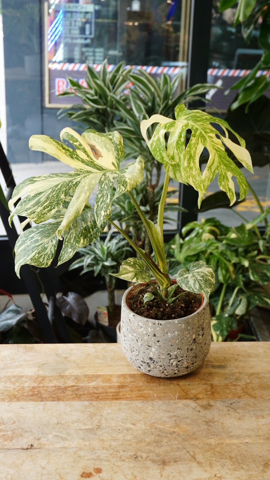 Monstera White Snow – Monstera rare variegata moucheté, thai constellation mutation, Studio Plantes