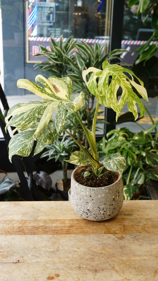 Monstera White Snow – Monstera rare variegata moucheté, thai constellation mutation, Studio Plantes