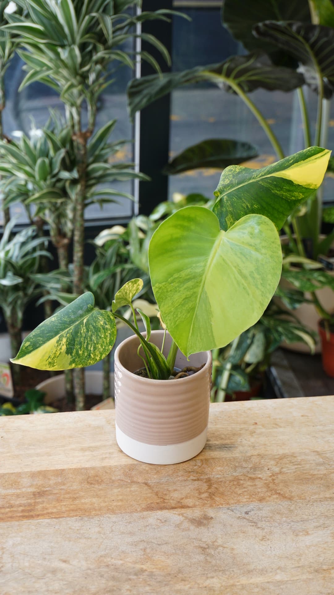 Monstera Yellow Marilyn – Monstera rare variegata jaune Studio Plantes