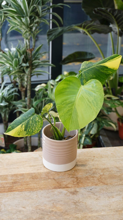 Monstera Yellow Marilyn – Monstera rare variegata jaune Studio Plantes