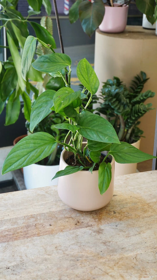 Jeune Monstera dissecta en pot au Studio Plantes