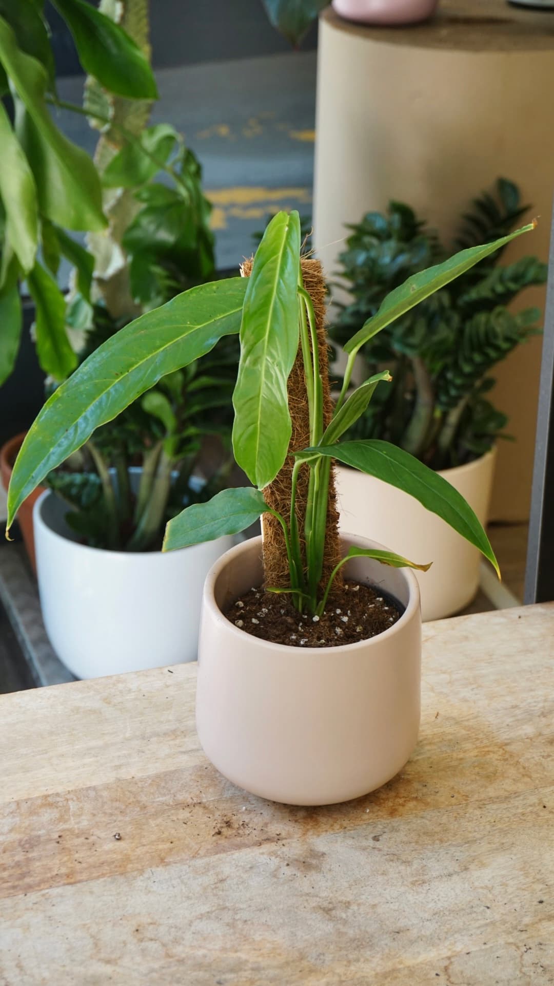 Monstera obliqua Yasuni rare au Studio Plantes