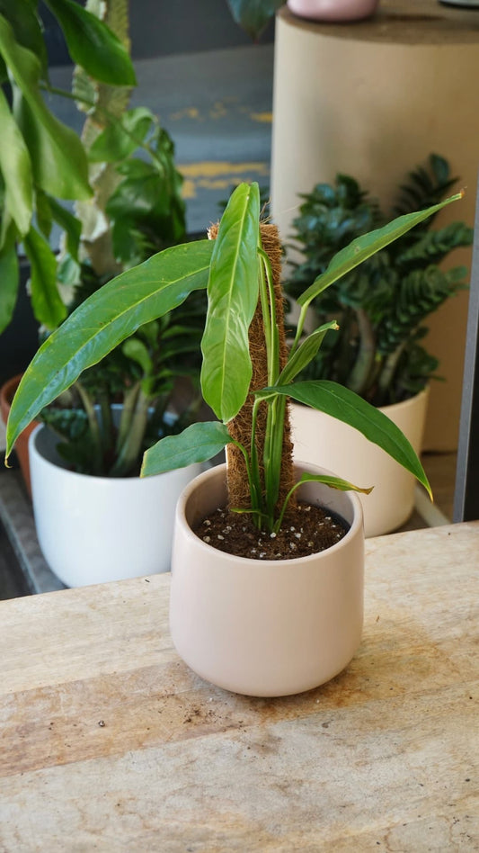 Monstera obliqua Yasuni rare au Studio Plantes
