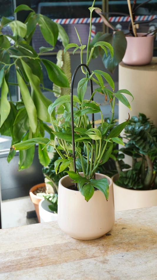 Monstera subpinnata rare au feuillage découpé en pot au Studio Plantes