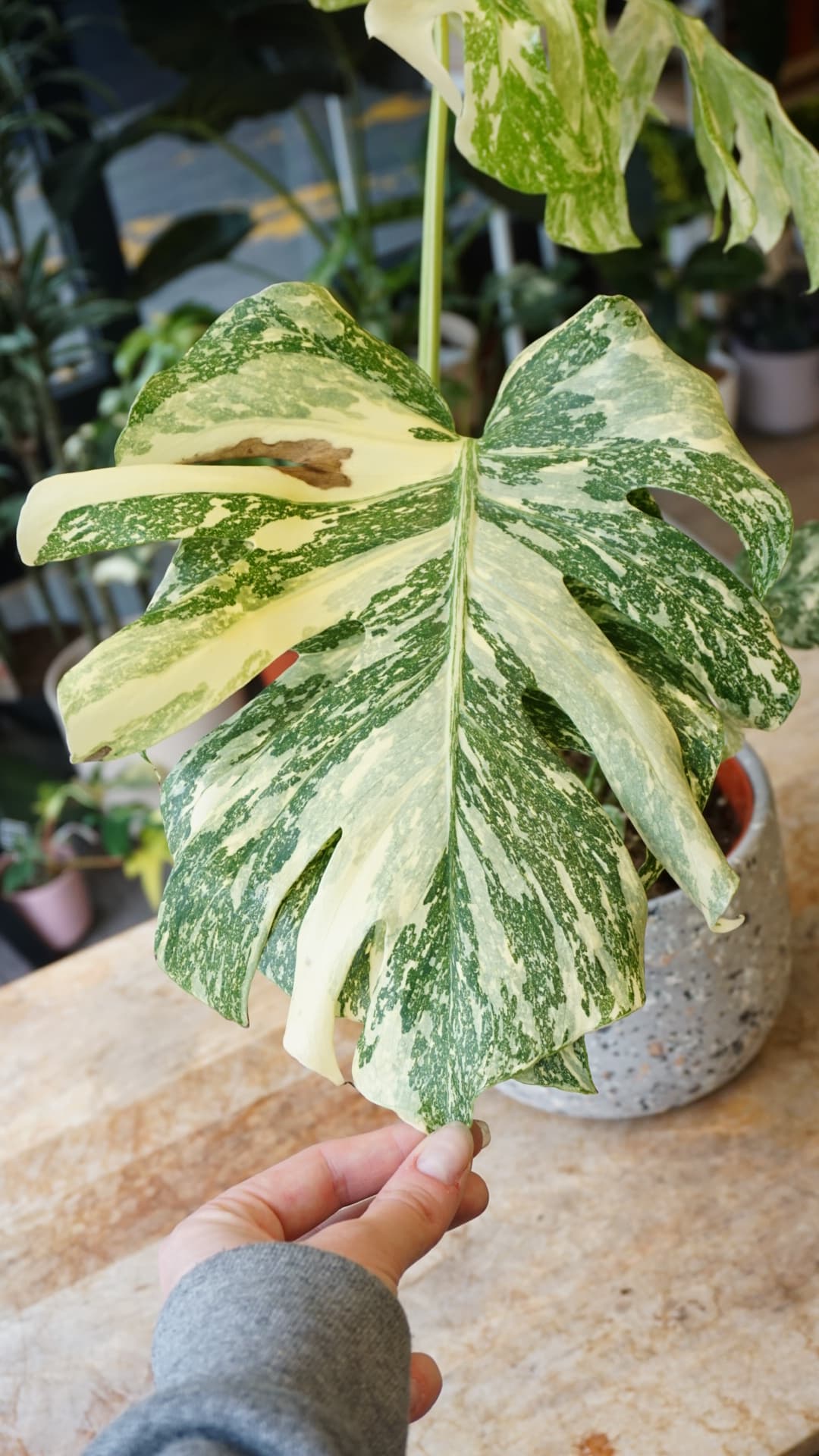 Monstera White Snow – Monstera rare variegata moucheté Studio Plantes