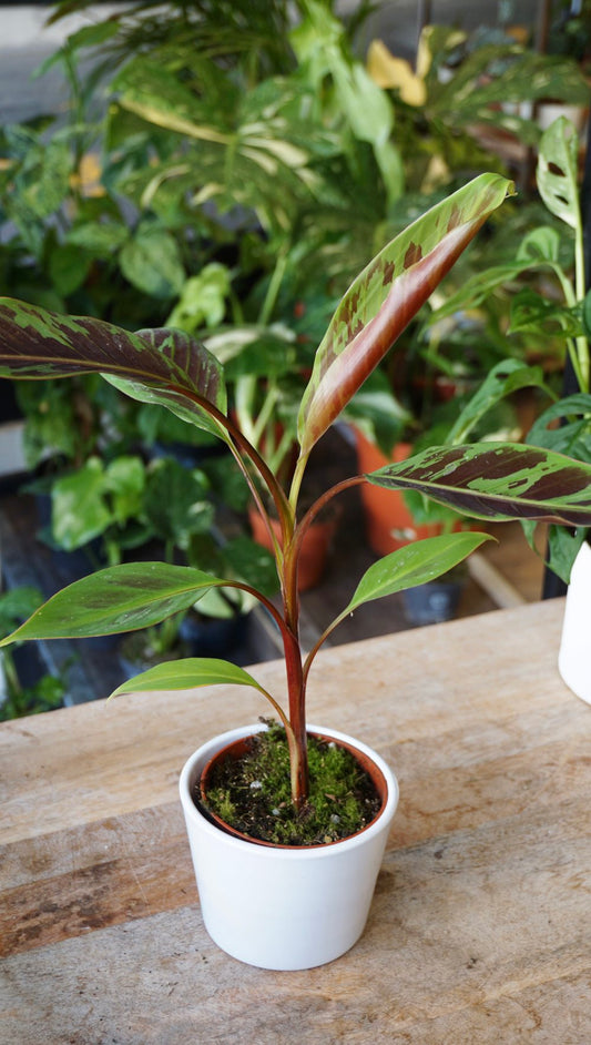 Musa Acuminata Zebrina