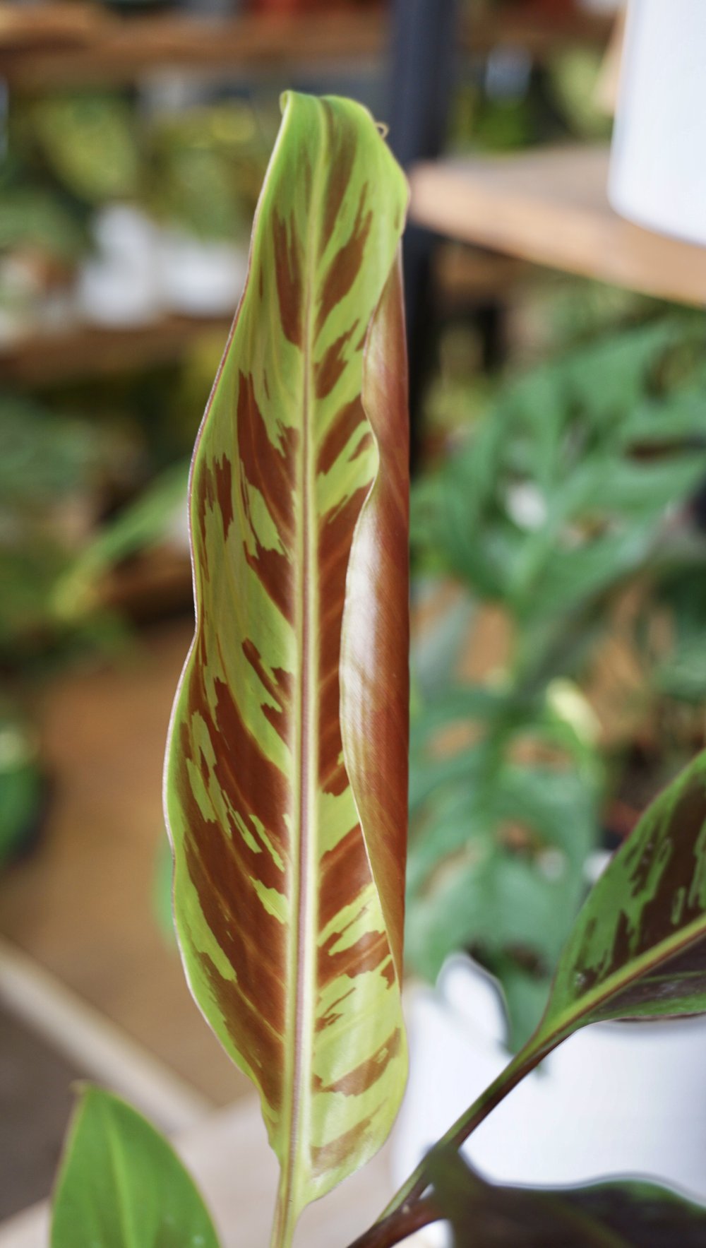 Musa Acuminata Zebrina