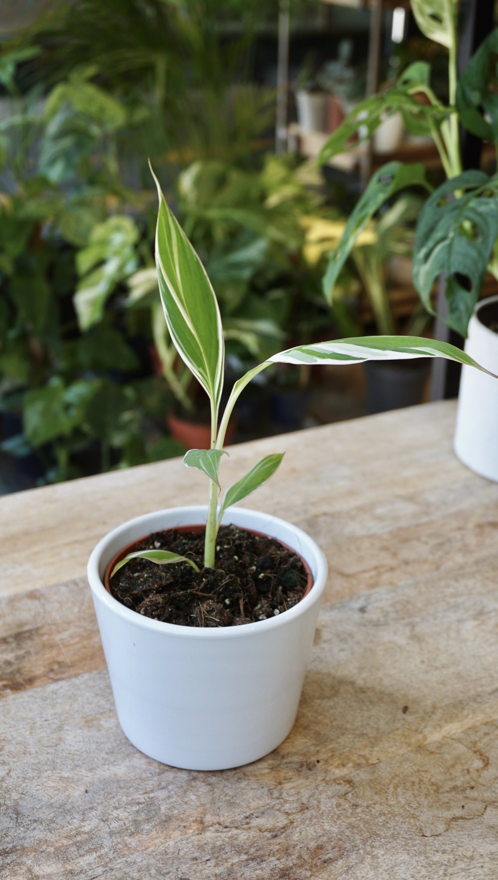 Musa Florida Variegata