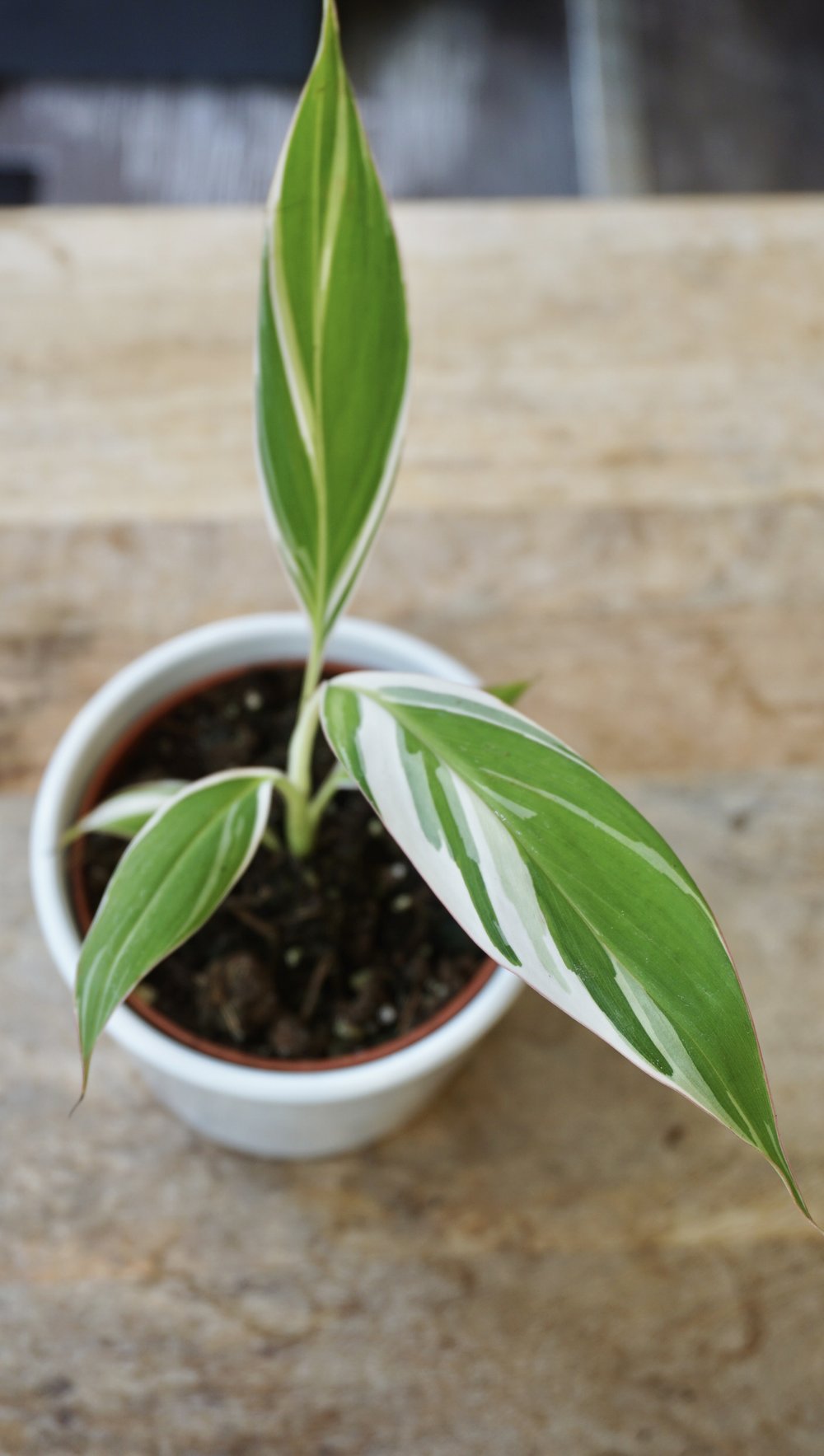 Musa Florida Variegata