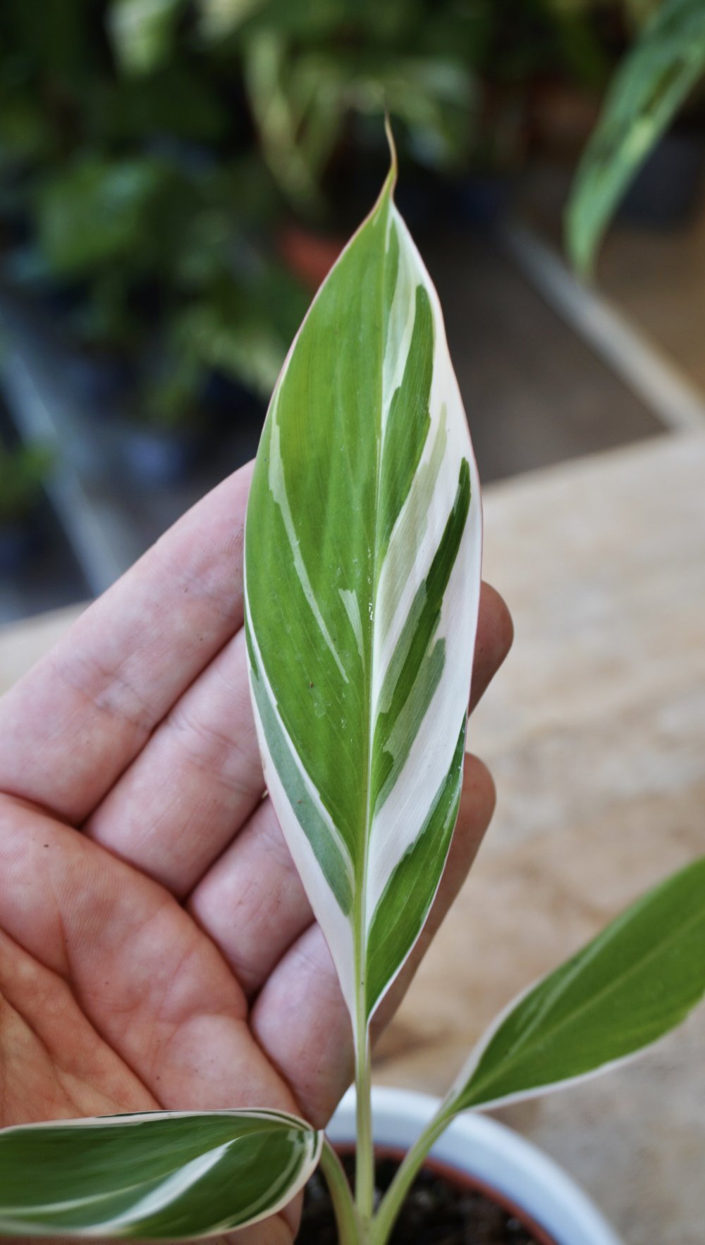 Musa Florida Variegata