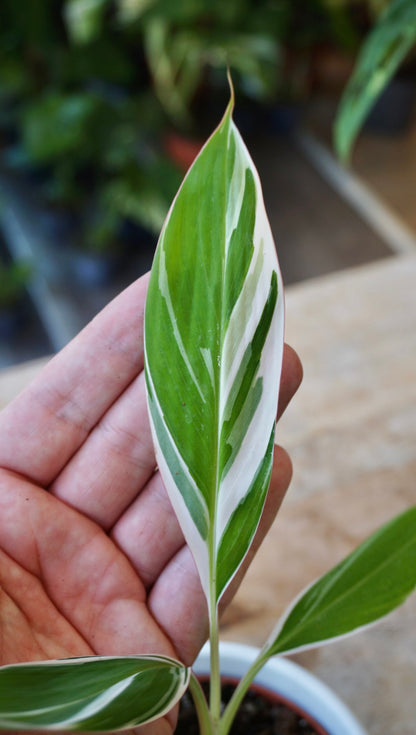 Musa Florida Variegata