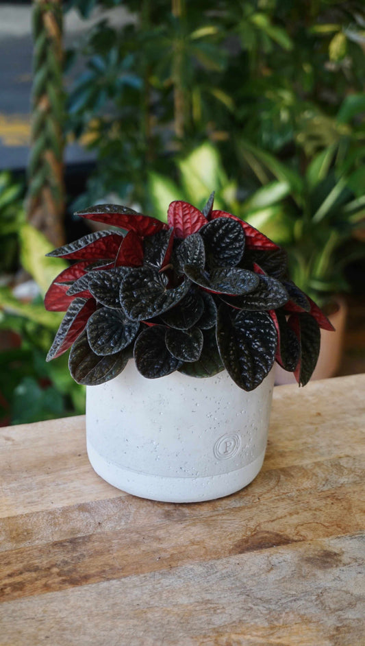 Peperomia Chocolat studio plantes rares jungle jardinerie strasbourg rare plant shop online pflanzen