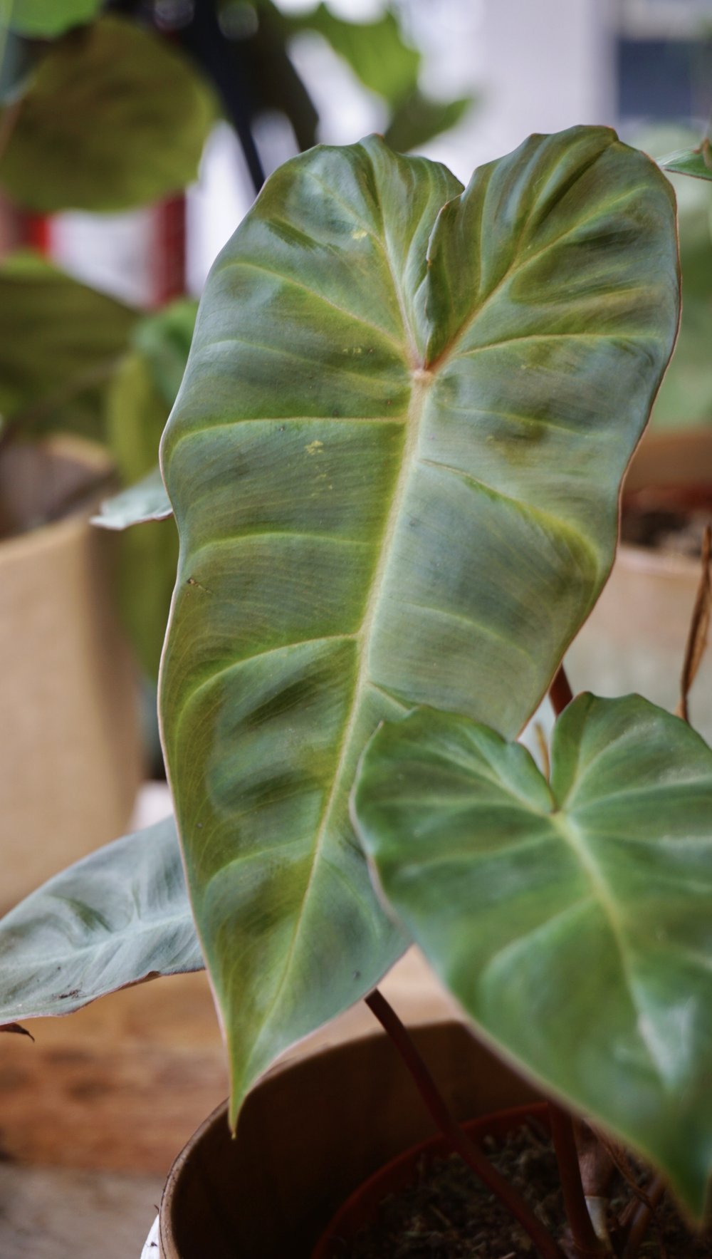 Philodendron Billicosum