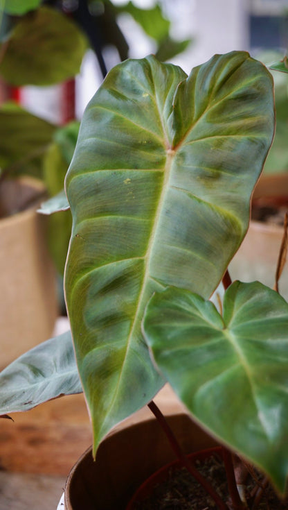 Philodendron Billicosum