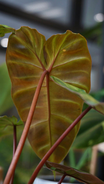 Philodendron Billicosum