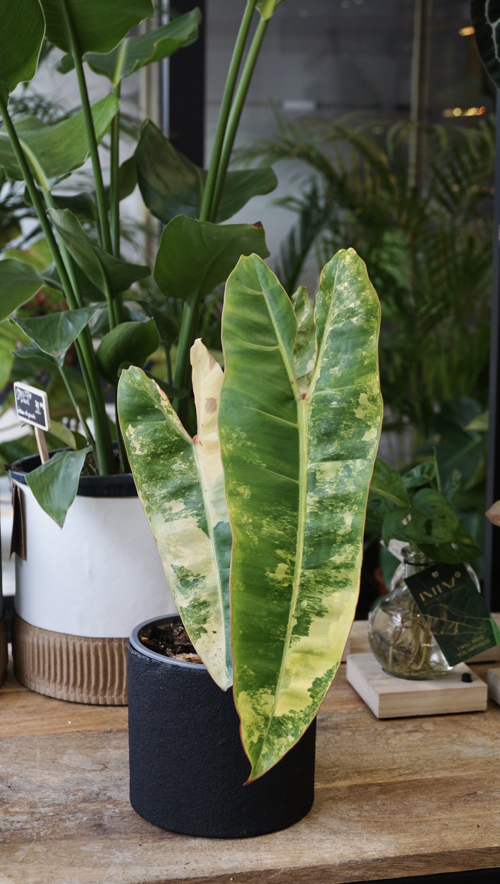 philodendron billietiae variegata studio plantes rares jungle jardinerie strasbourg rare plant shop online pflanzen