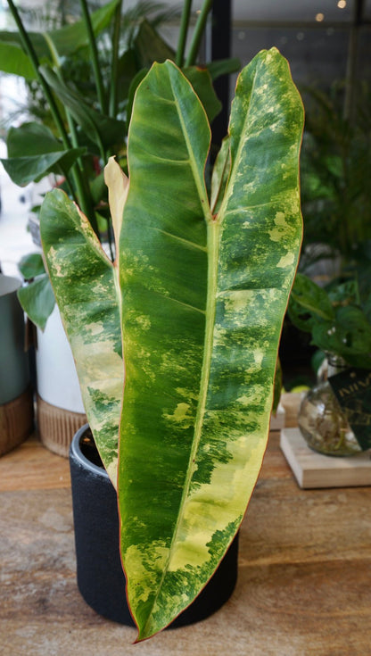 philodendron billietiae variegata studio plantes rares jungle jardinerie strasbourg rare plant shop online pflanzen