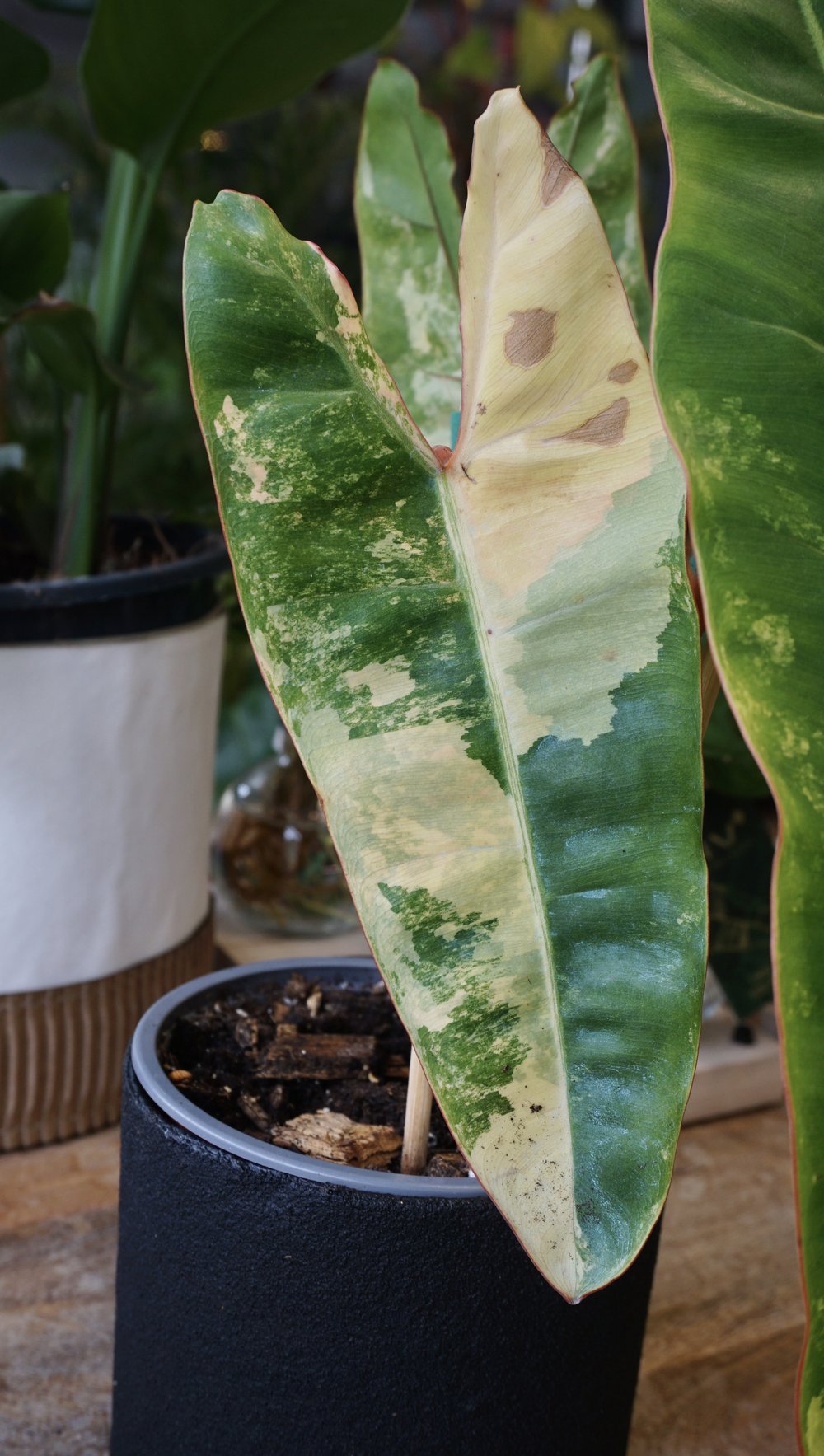 philodendron billietiae variegata studio plantes rares jungle jardinerie strasbourg rare plant shop online pflanzen