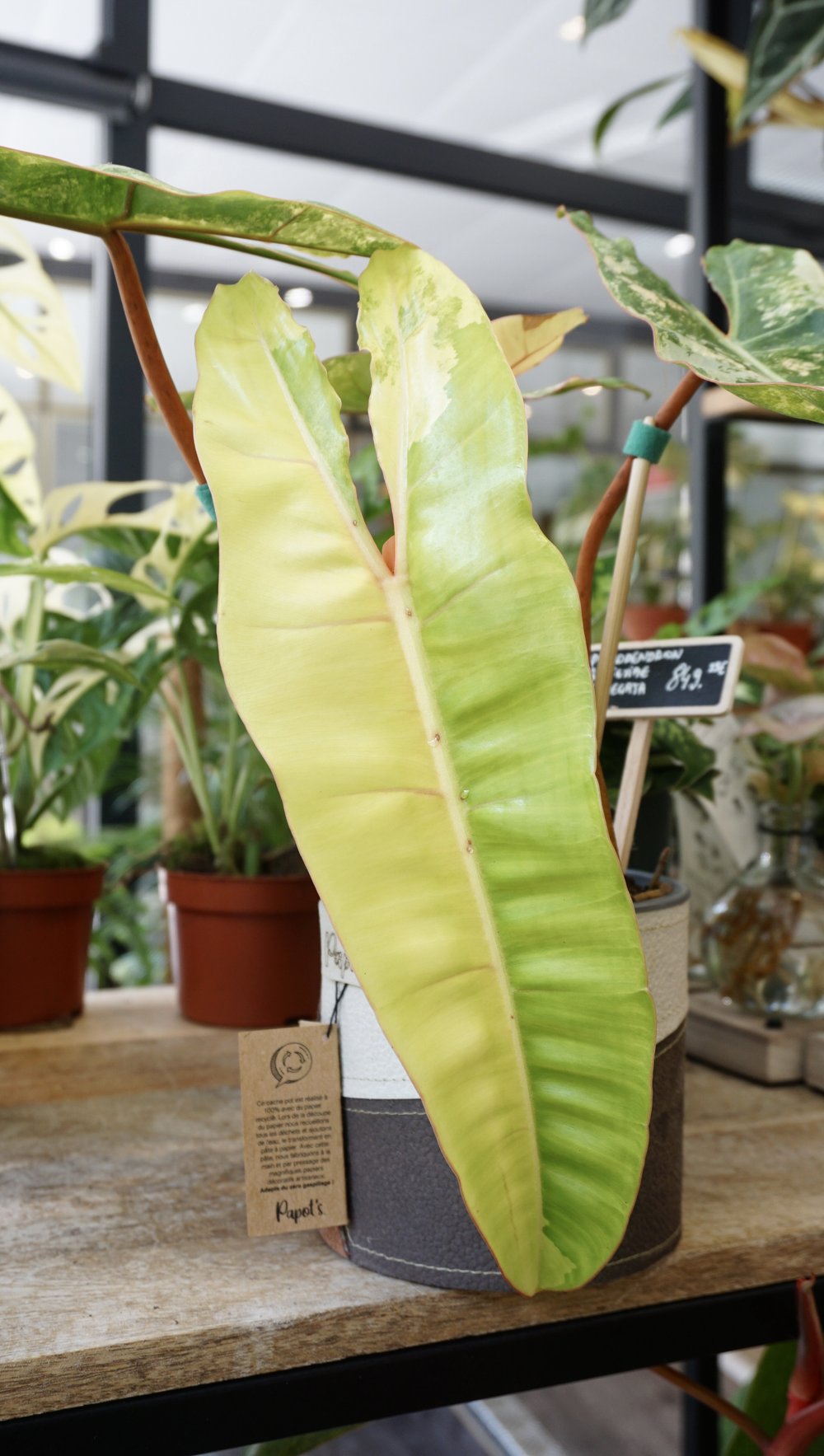 philodendron billietiae variegata studio plantes rares jungle jardinerie strasbourg rare plant shop online pflanzen