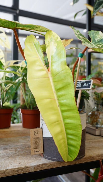 philodendron billietiae variegata studio plantes rares jungle jardinerie strasbourg rare plant shop online pflanzen