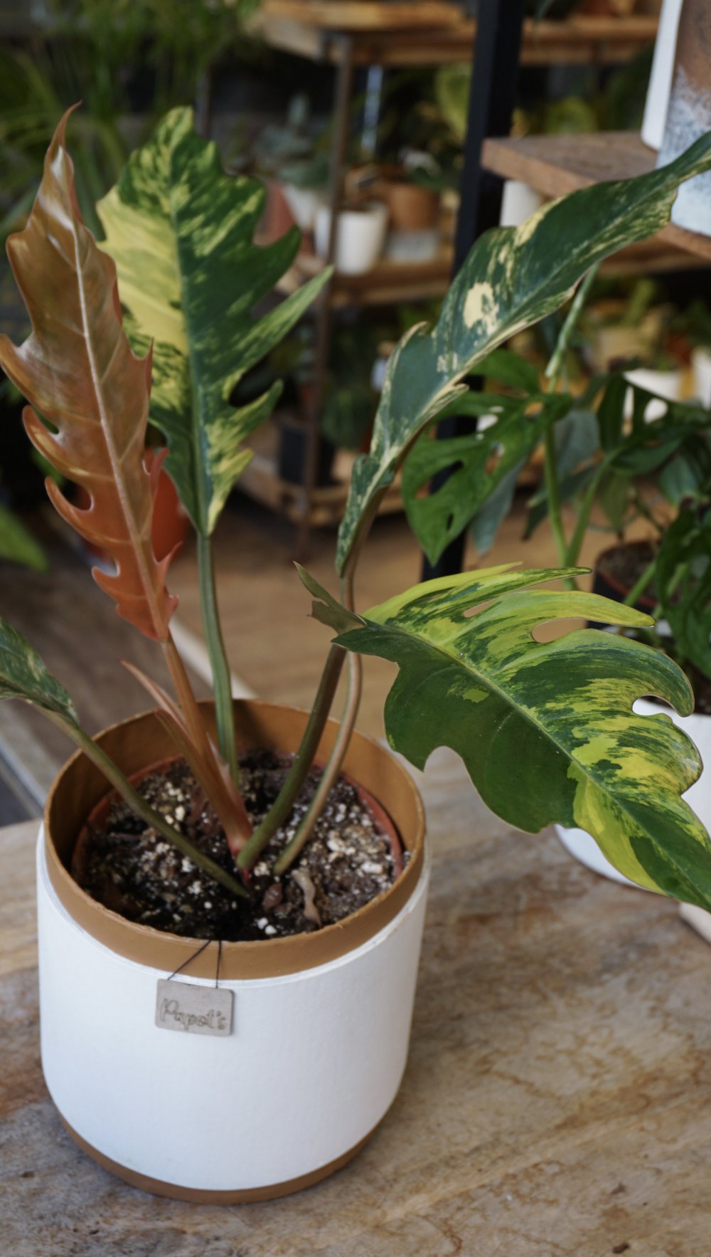 Philodendron Caramel Marble Variegata