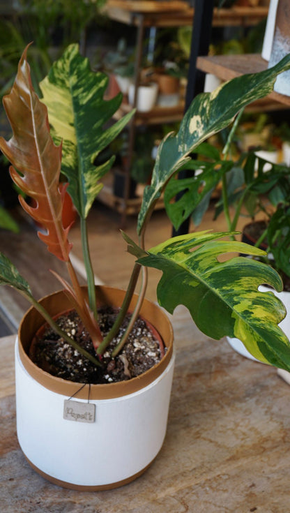 Philodendron Caramel Marble Variegata