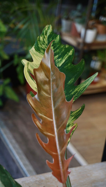 Philodendron Caramel Marble Variegata