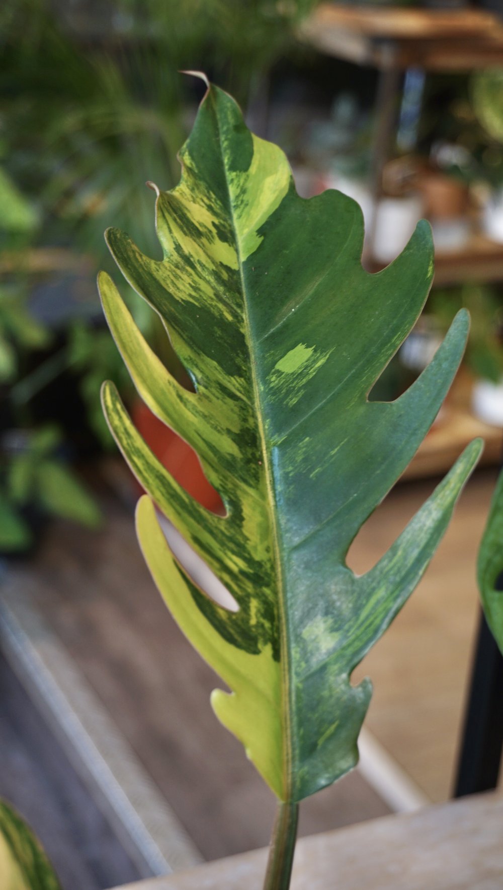 Philodendron Caramel Marble Variegata