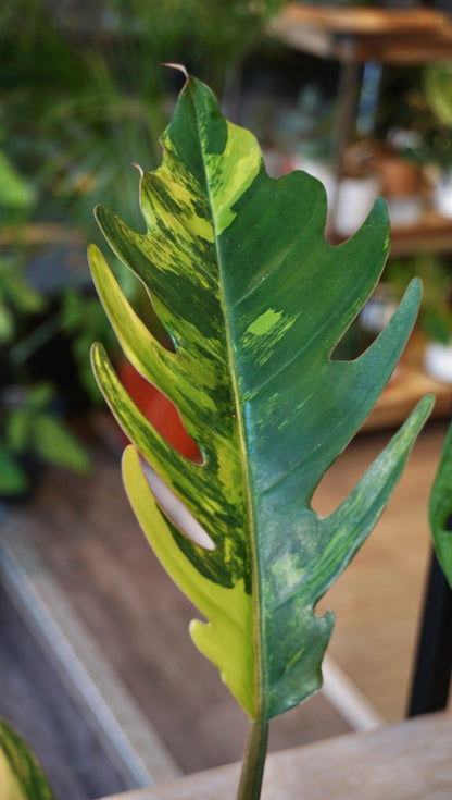 Philodendron Caramel Marble Variegata