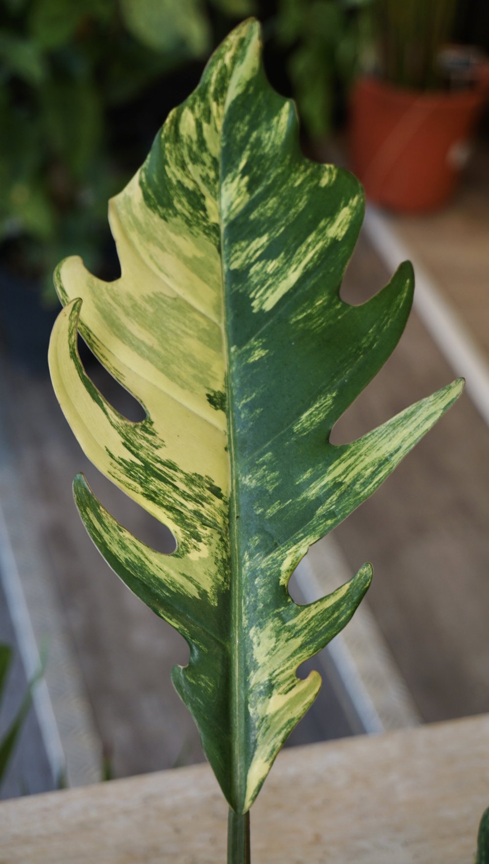 Philodendron Caramel Marble Variegata